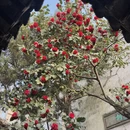 苏州旅游 缩略图 10