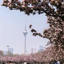 天津旅游 缩略图 11