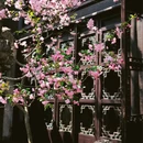 苏州旅游 缩略图 4