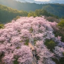 杭州旅游 缩略图 5