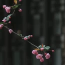 苏州旅游 缩略图 12