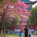 长沙旅游 缩略图 4
