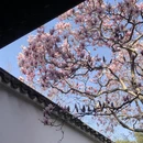 苏州旅游 缩略图 1