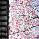 苏州旅游 缩略图 7