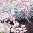 苏州旅游 缩略图 6