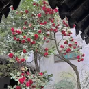 苏州旅游 缩略图 9