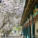 天津旅游 缩略图 4