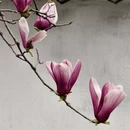 苏州旅游 缩略图 5