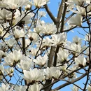 青岛旅游 缩略图 3