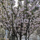 上海旅游 缩略图 1