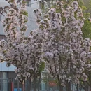 上海旅游 缩略图 3
