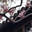 苏州旅游 缩略图 8