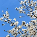 青岛旅游 缩略图 1