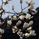 苏州旅游 缩略图 3