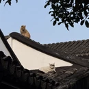 苏州旅游 缩略图 4