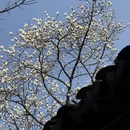 苏州旅游 缩略图 8