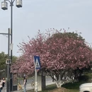 苏州旅游 缩略图 3