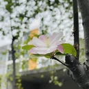 苏州旅游 缩略图 8