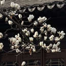 苏州旅游 缩略图 11