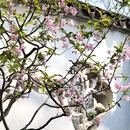 苏州旅游 缩略图 4