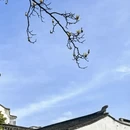 苏州旅游 缩略图 15