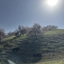 伊犁旅游 缩略图 8