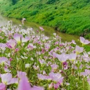 重庆旅游 缩略图 5