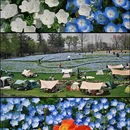 上海旅游 缩略图 3