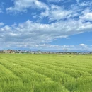 大理州旅游 缩略图 4