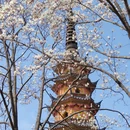 苏州旅游 缩略图 12