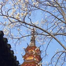 苏州旅游 缩略图 5