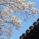 苏州旅游 缩略图 8