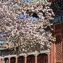 北京旅游 缩略图 3