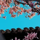 苏州旅游 缩略图 11