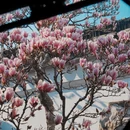 苏州旅游 缩略图 15