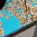 苏州旅游 缩略图 16