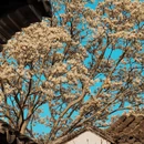苏州旅游 缩略图 18