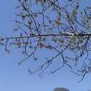 伊犁旅游 缩略图 5