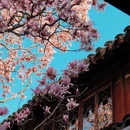 苏州旅游 缩略图 2