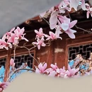 苏州旅游 缩略图 6