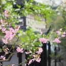 苏州旅游 缩略图 12
