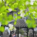 苏州旅游 缩略图 13