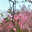 无锡旅游 缩略图 1