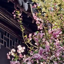 苏州旅游 缩略图 11