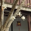 杭州旅游 缩略图 4