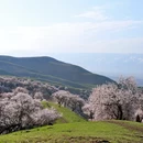 伊犁旅游 缩略图 1