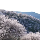 伊犁旅游 缩略图 2