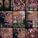 苏州旅游 缩略图 1