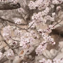 伊犁旅游 缩略图 4