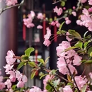 苏州旅游 缩略图 14